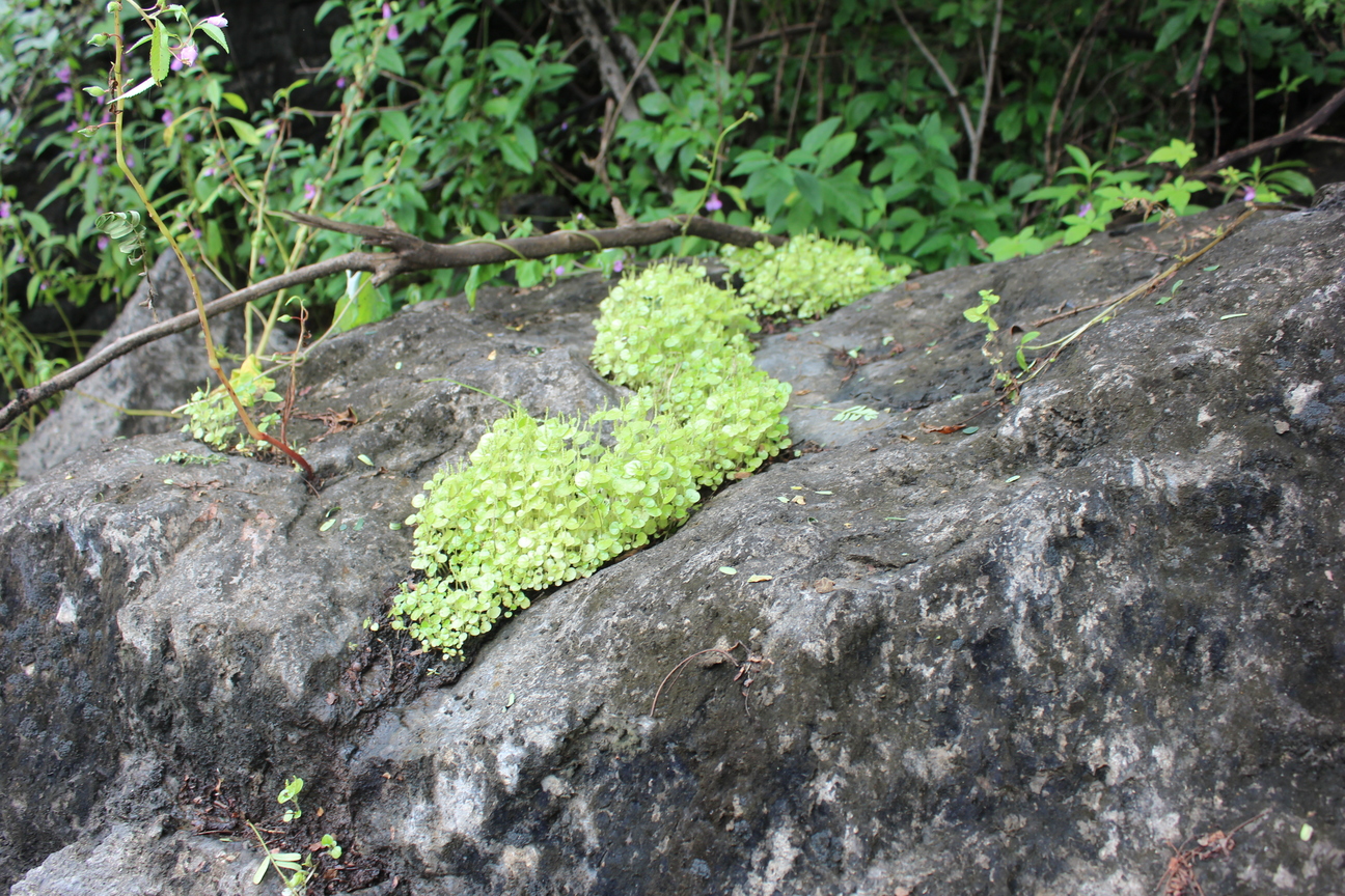 Plant Image